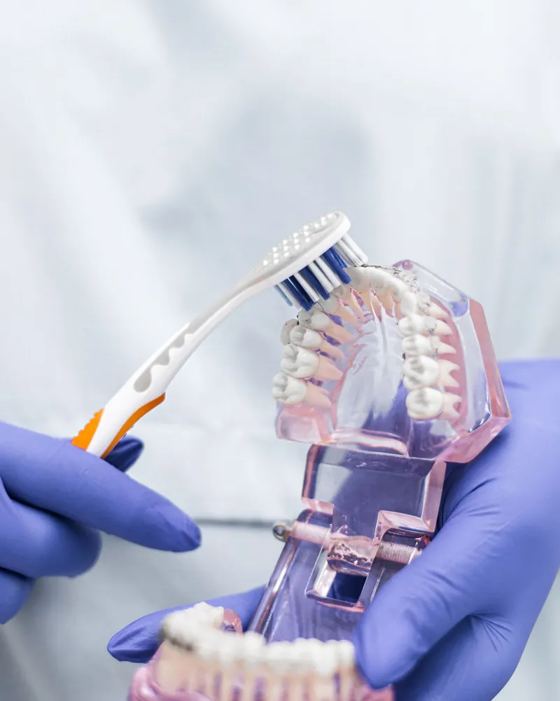 A escovação mostrada num modelo de arcada dentária